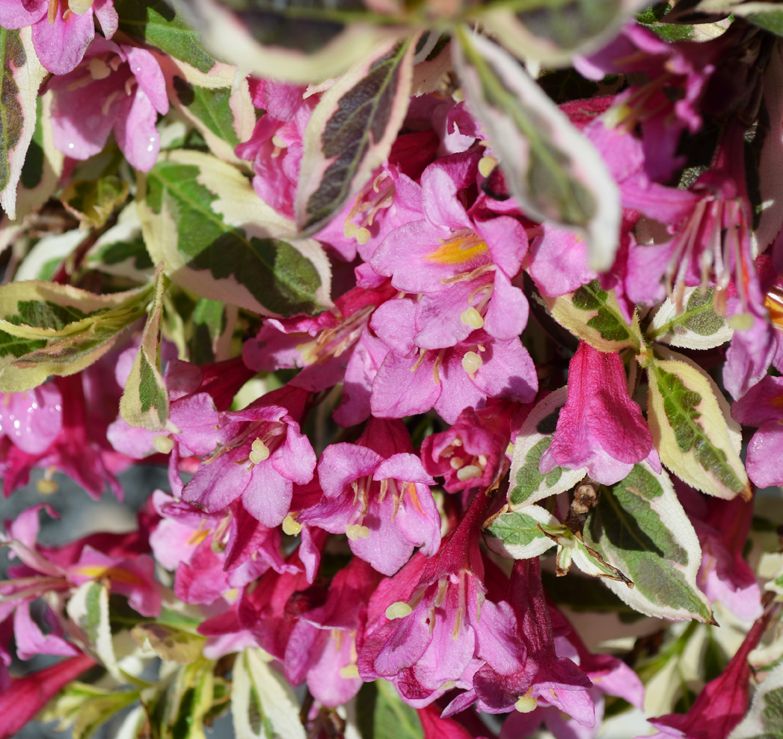 ruby queen weigela